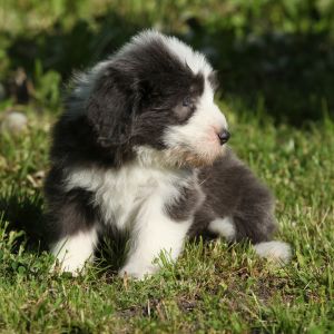 Bearded collie puppy 