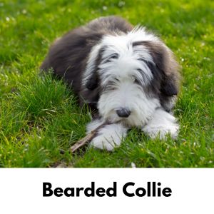 Bearded Collie in grass 