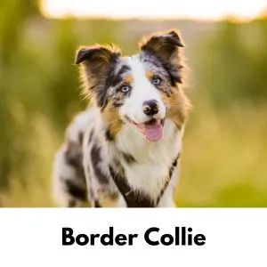 Scottish Dog Names - Border Collie puppy