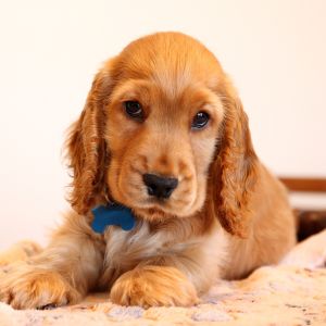Scottish Dog Names - Cocker Spaniel puppy
