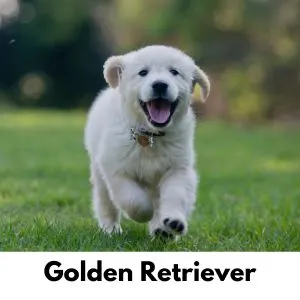 Golden Retriever puppy running in grass
