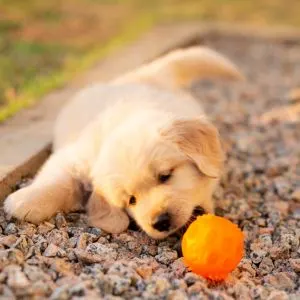 Golden Retriever puppy with ball