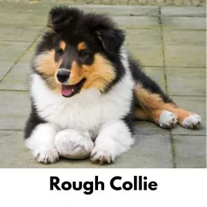 Rough collie puppy with toy