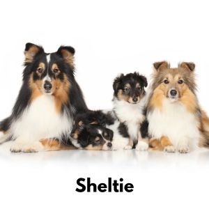 Sheltie family - Two adult dogs and three puppies