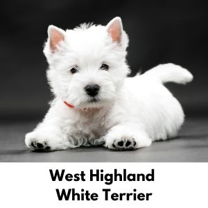Scottish Dog Names - West Highland Terrier