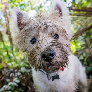 Westie with muddy face