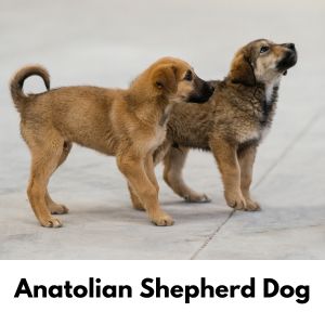 Two Anatolian Shepherd puppies