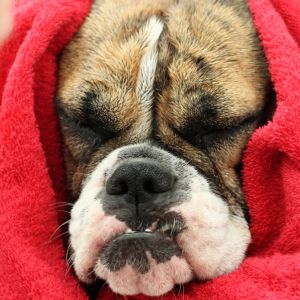 Australian Dog Names: 200 Aussie Dog Names - Australian Bulldog wrapped in red towel