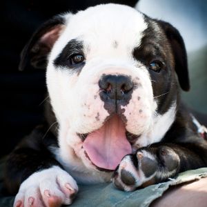 Australian Bulldog with mouth open