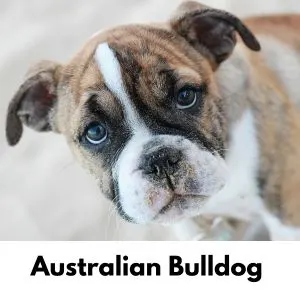 Australian Dog Names: 200 Aussie Dog Names - Australian Bulldog puppy closeup
