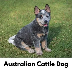 Australian Cattle Dog sitting in grass