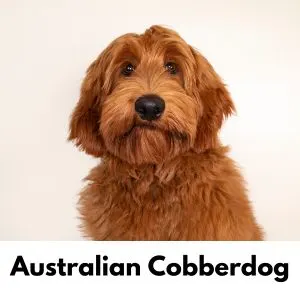 Red Australian Cobberdog with cream background