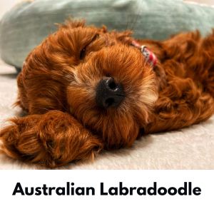 Australian Labradoodle puppy sleeping