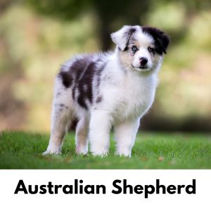 Australian Shepherd puppy outside 