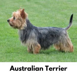 Australian Terrier in grass