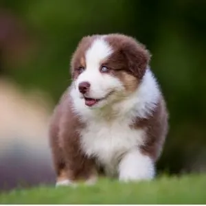 Brown and white puppy