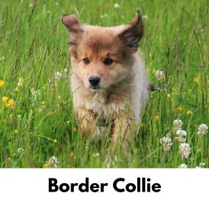 Border Collie puppy running in tall grass