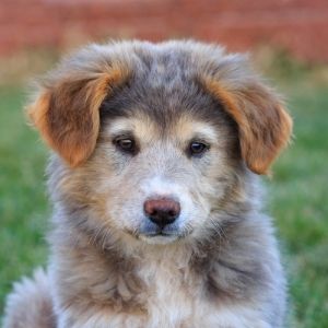 Australian Dog Names: 200 Aussie Dog Names - Cute Aussie puppy