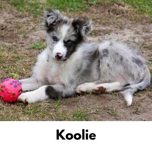 Australian Dog Names: 200 Aussie Dog Names - Australian Koolie puppy