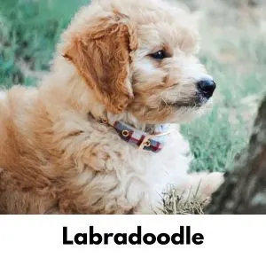 Labradoodle puppy