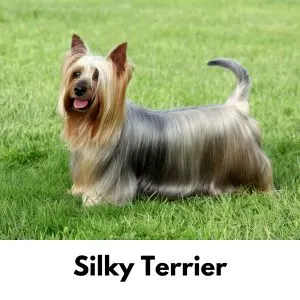 Silky Terrier standing in grass