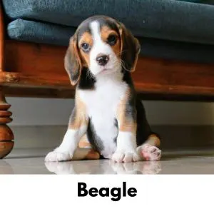 British Dog Names: 550 English Dog Names - Beagle puppy