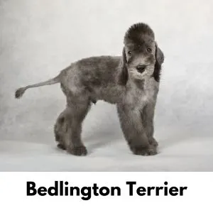 Bedlington Terrier puppy - gray pic
