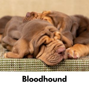 Bloodhound puppies