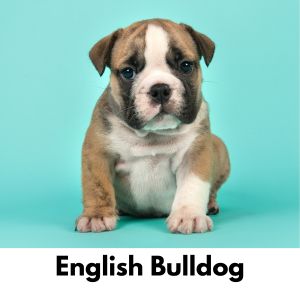 English Bulldog