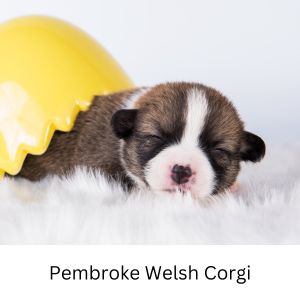 British dog names - Pembroke Welsh Corgi