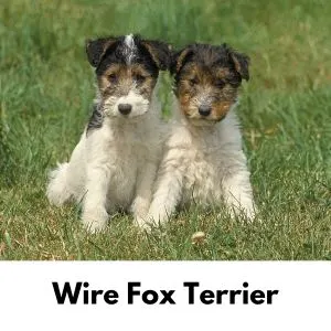 British dog names - Wire Fox Terrier puppies