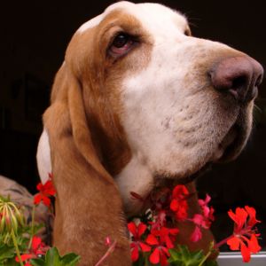 Basset Hound with red flowers

