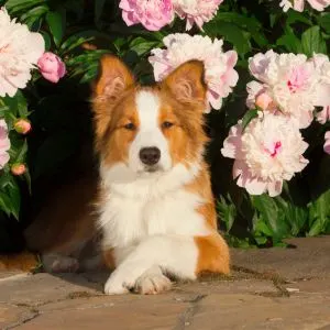 Border collie laying under a rose bush