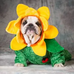 Flower Names For Dogs: 300 Plus Nature Names - Bulldog in flower costume 