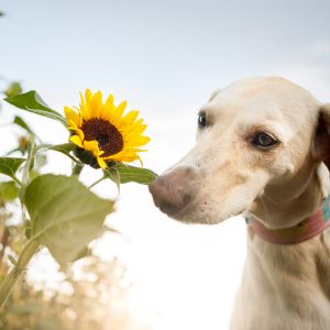 Flower Names For Dogs: 300 Plus Nature Names - While dog smelling flowers