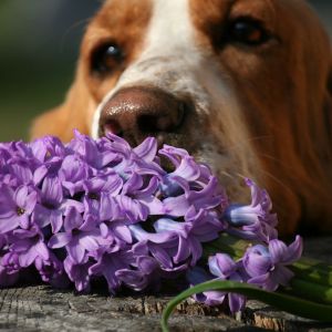 Hound type dog with purple flowers