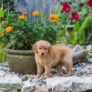 Golden Retriever in front of flower pot