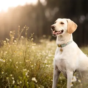 Flower Names For Dogs: 300 Plus Nature Names - White Labrador retriever in field 