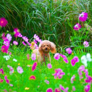 Poodle in field of flowers