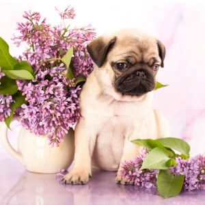 Cute pug puppy with lilacs