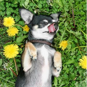 Flower Names For Dogs: 300 Plus Nature Names - Small dog laying on back in clover