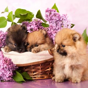 Flower names for dogs Three puppies in basket with purple flowers around it. 