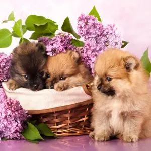 Flower names for dogs Three puppies in basket with purple flowers around it. 