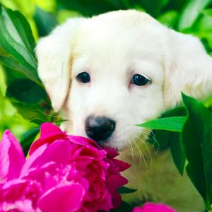 Flower names for dogs - White puppy with pink flowers