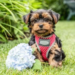 Yorkshire terrier with blue flower