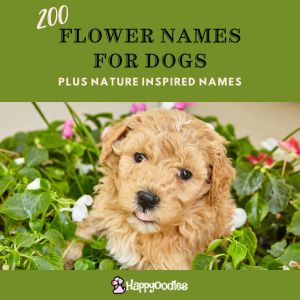 Flower Names For Dogs: 300 Plus Nature Names - title pic with doodle in flowers