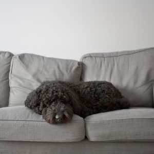 Black and white picture of a black Goldendoodle on a couch