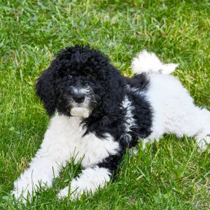 Black and white Goldendoodle in grass