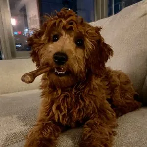 goldendoodle sitting on couch with bone in his mouth