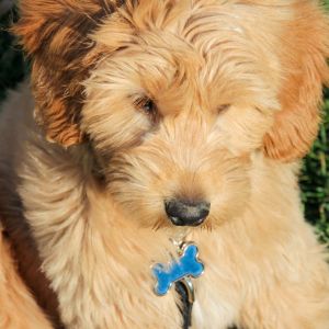 Apricot Goldendoodle with blue ID